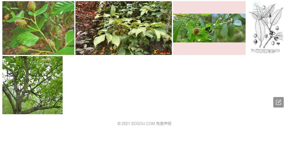 金平青冈照片和图片/