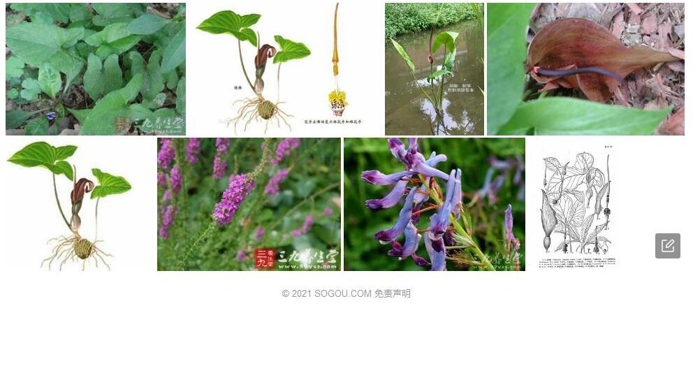 金慈姑照片和图片/