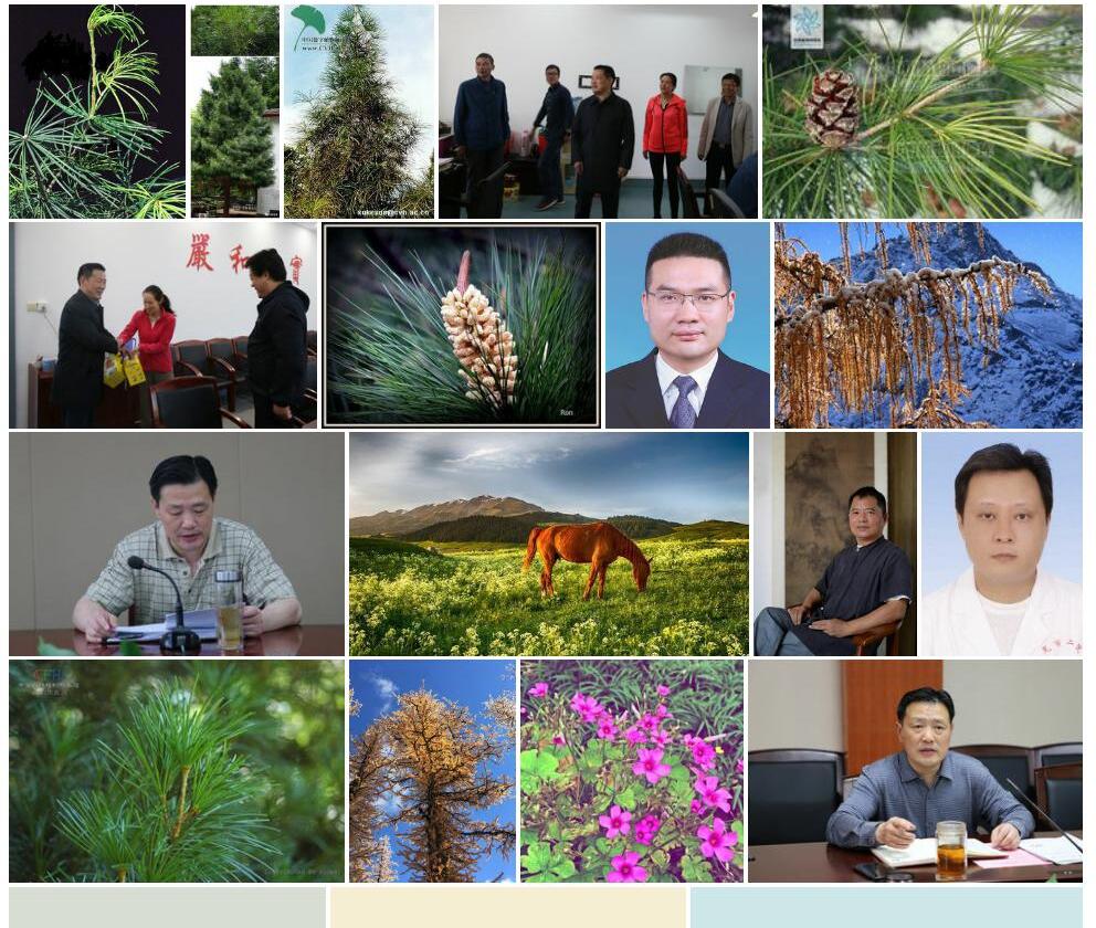 金松照片和图片/