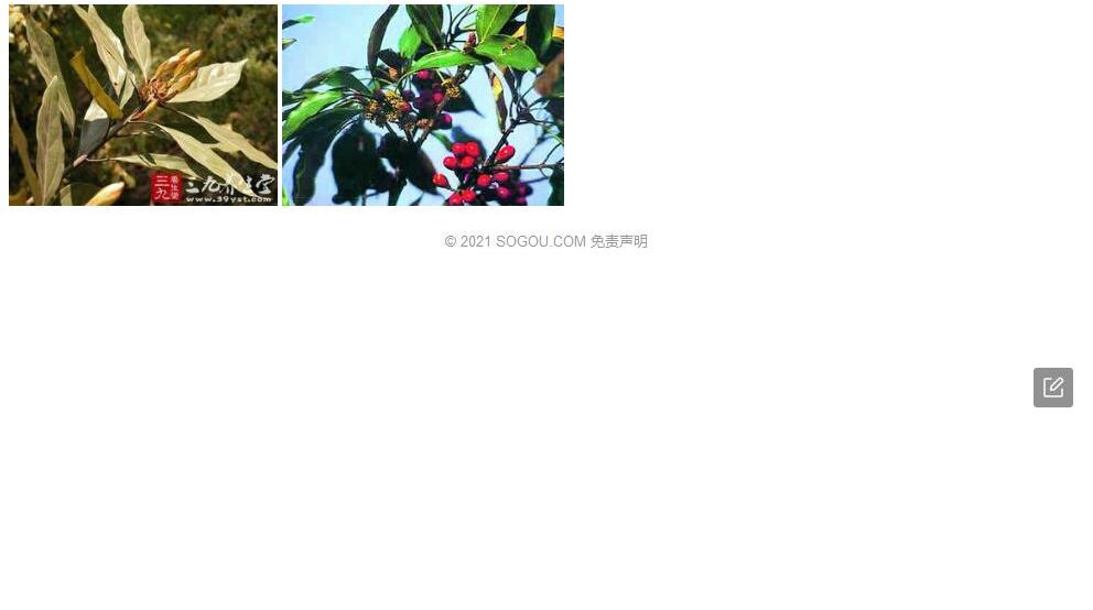 金毛新木姜子照片和图片/