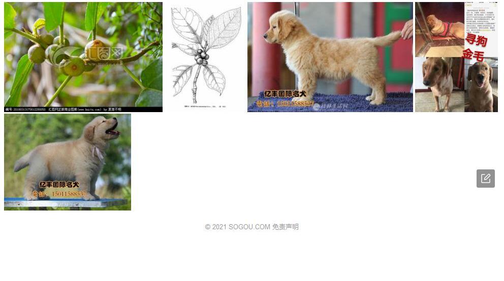 金毛榕照片和图片/