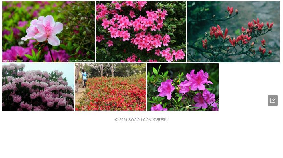 金江杜鹃照片和图片/