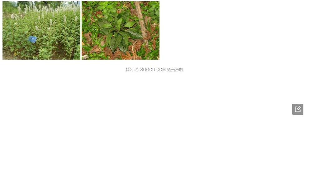 金江珍珠菜照片和图片/