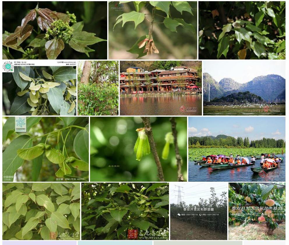 金沙槭照片和图片/