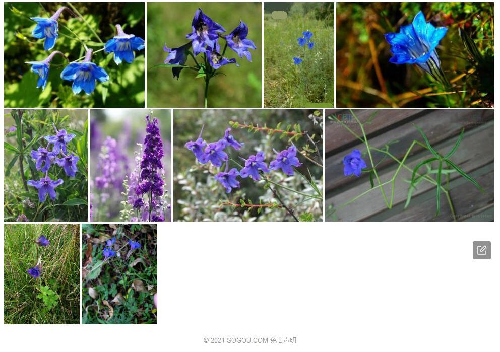 金沙翠雀花照片和图片/