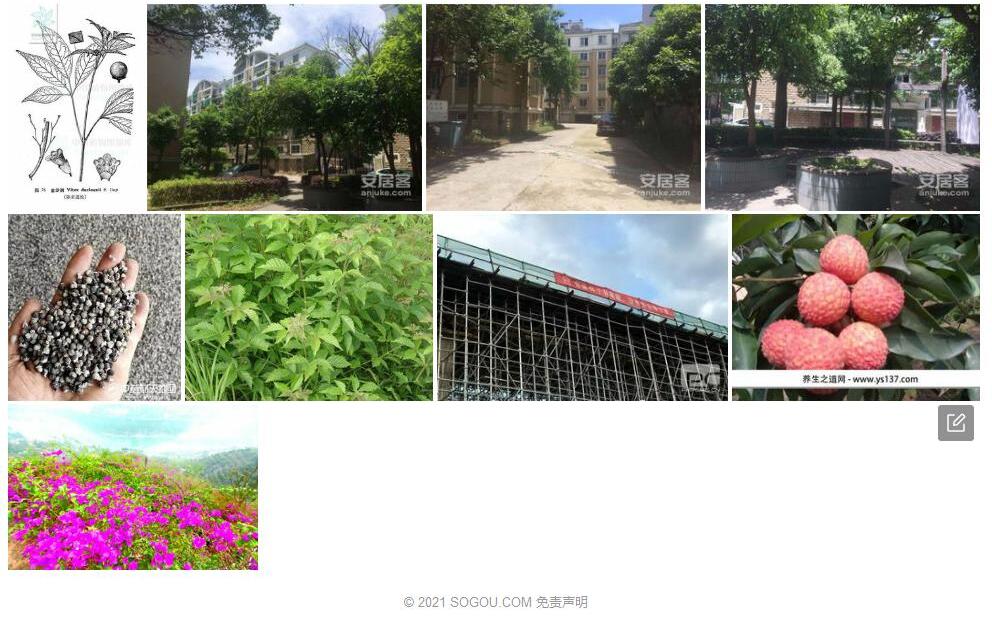 金沙荆照片和图片/