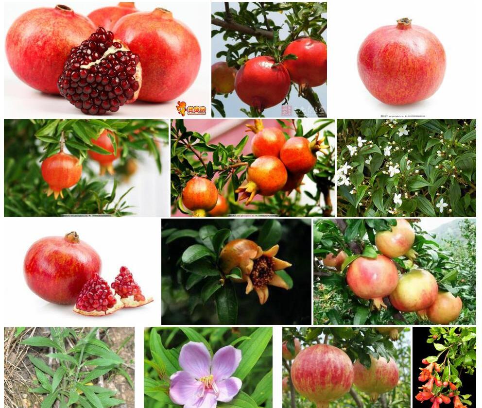 金石榴照片和图片/