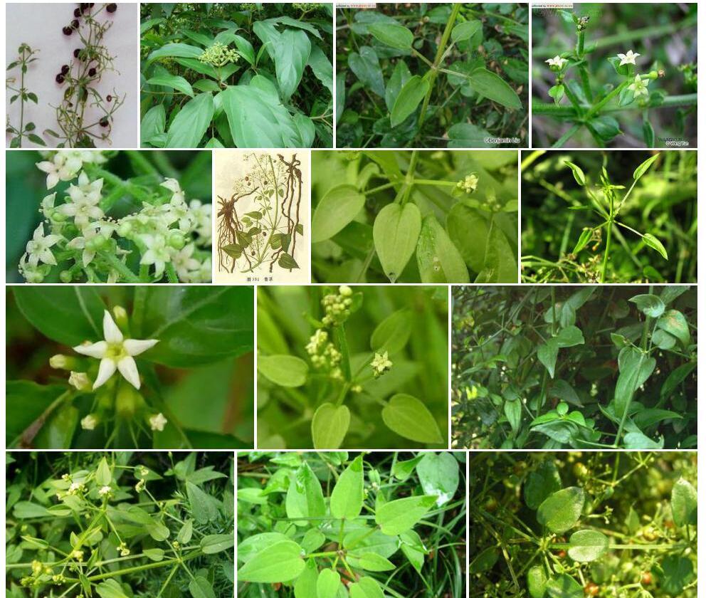 金线茜草照片和图片/