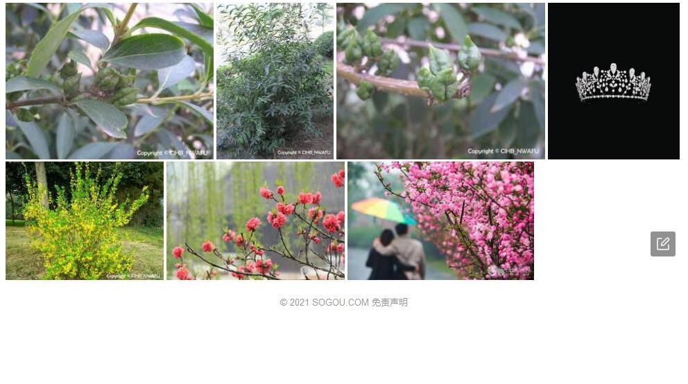 金钟花照片和图片/