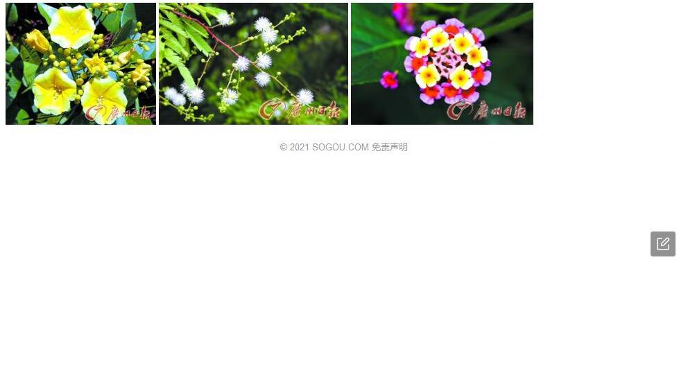金钟藤照片和图片/
