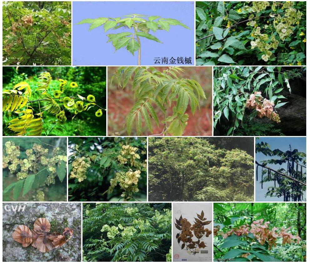 金钱槭照片和图片/