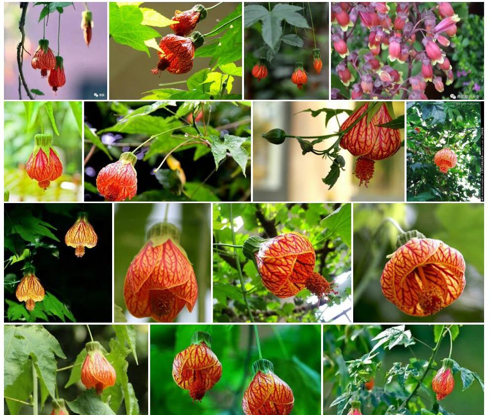 金铃花照片和图片/