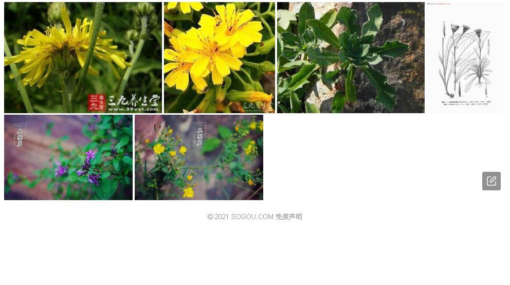 金黄还阳参照片和图片/