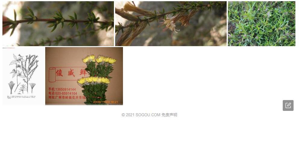 针叶帚菊照片和图片/