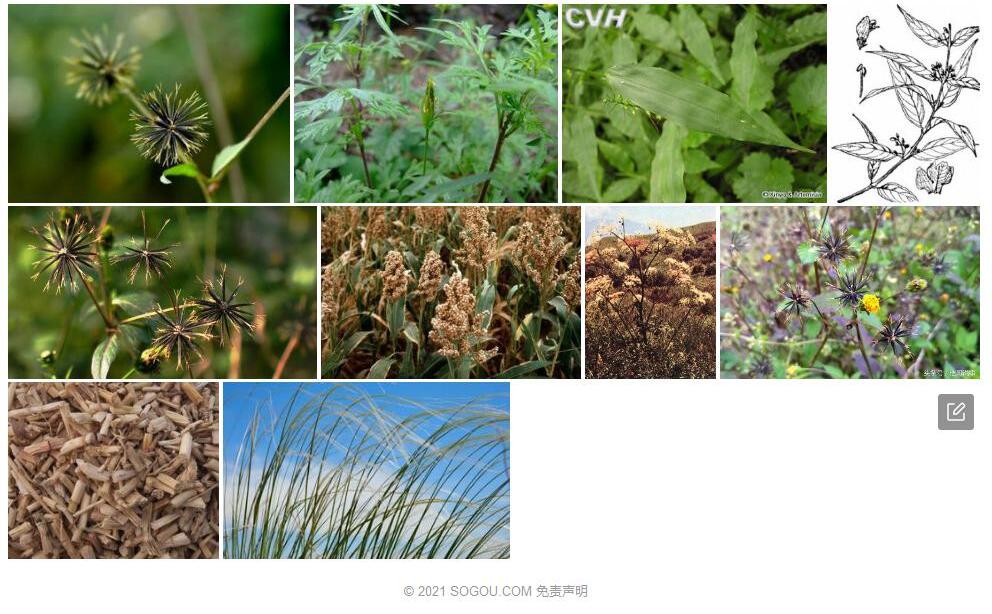 针子草照片和图片/