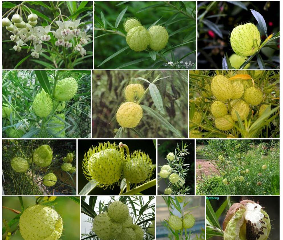 钉头果照片和图片/