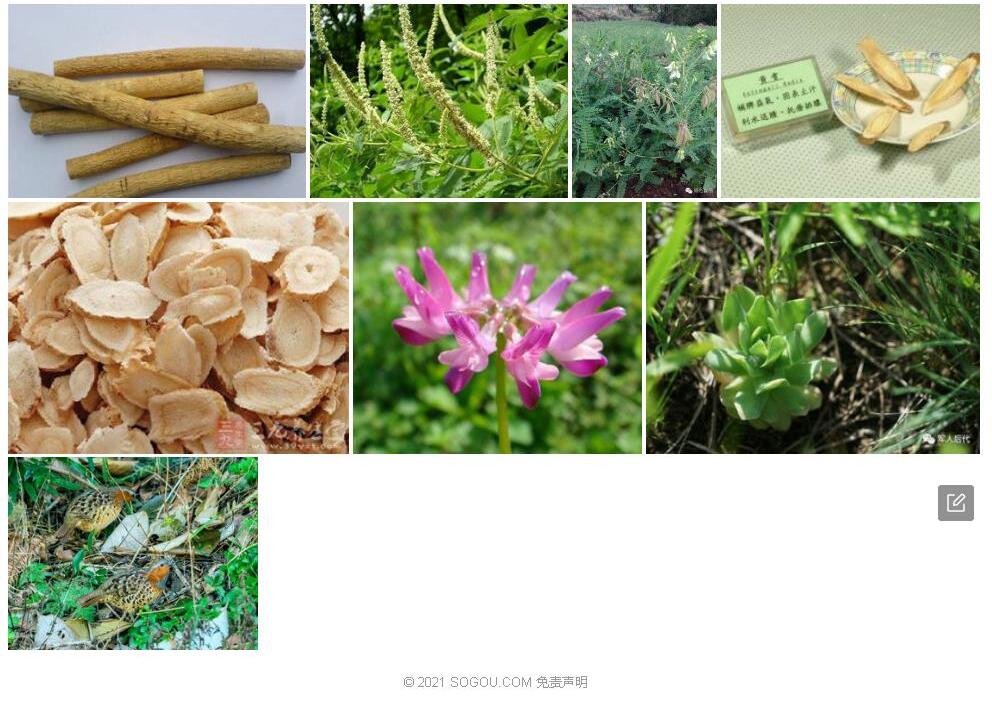 钝叶华贵黄耆照片和图片/