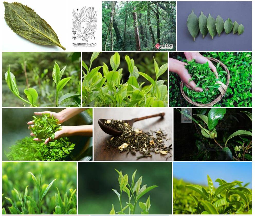 钝叶折柄茶照片和图片/