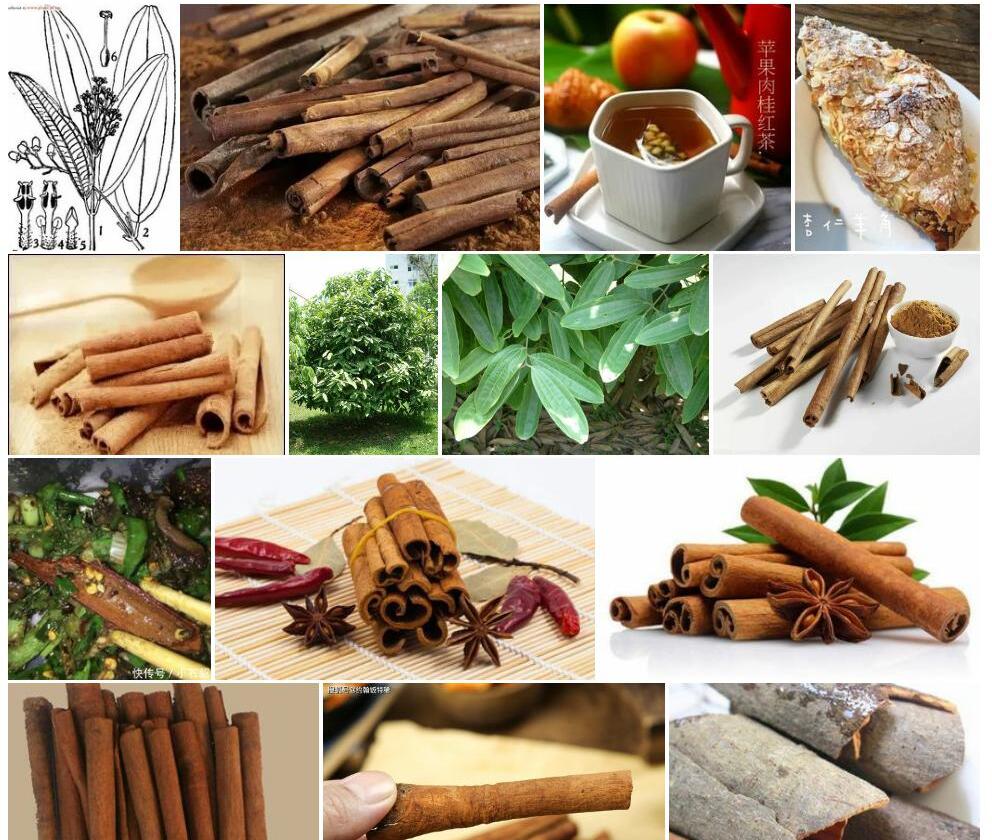 钝叶桂照片和图片/