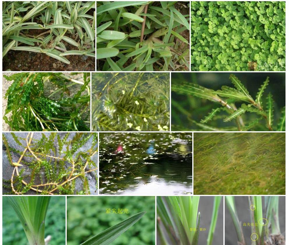 钝叶菹草照片和图片/