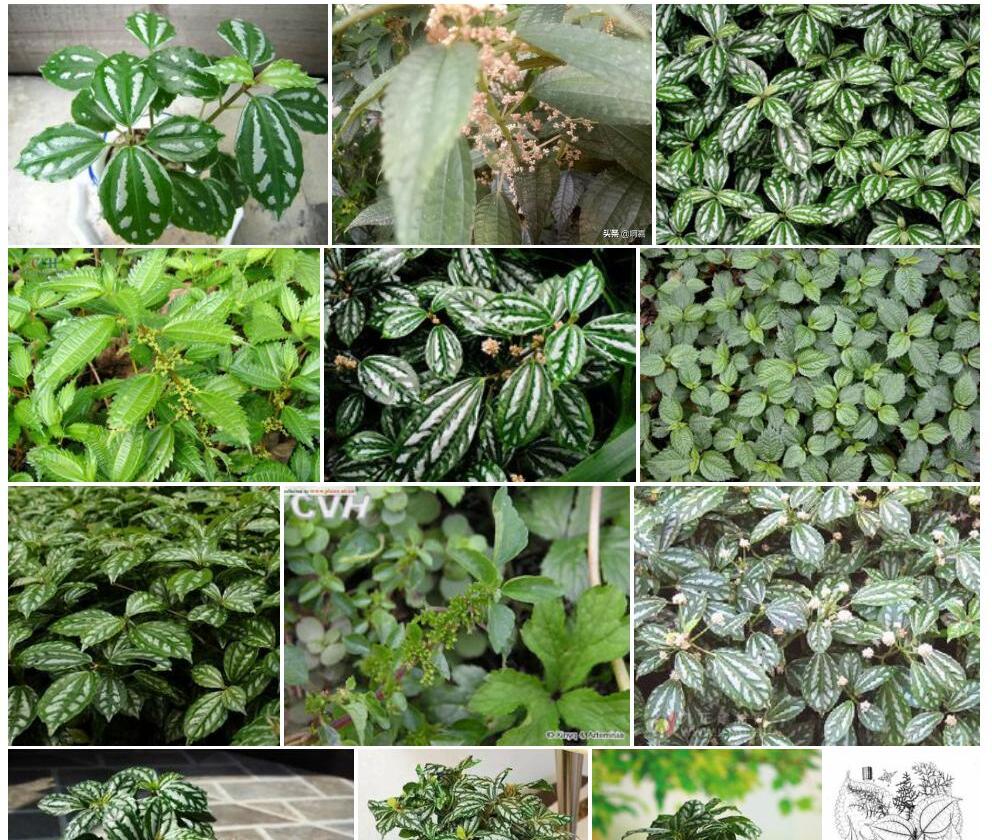 钝尖冷水花照片和图片/