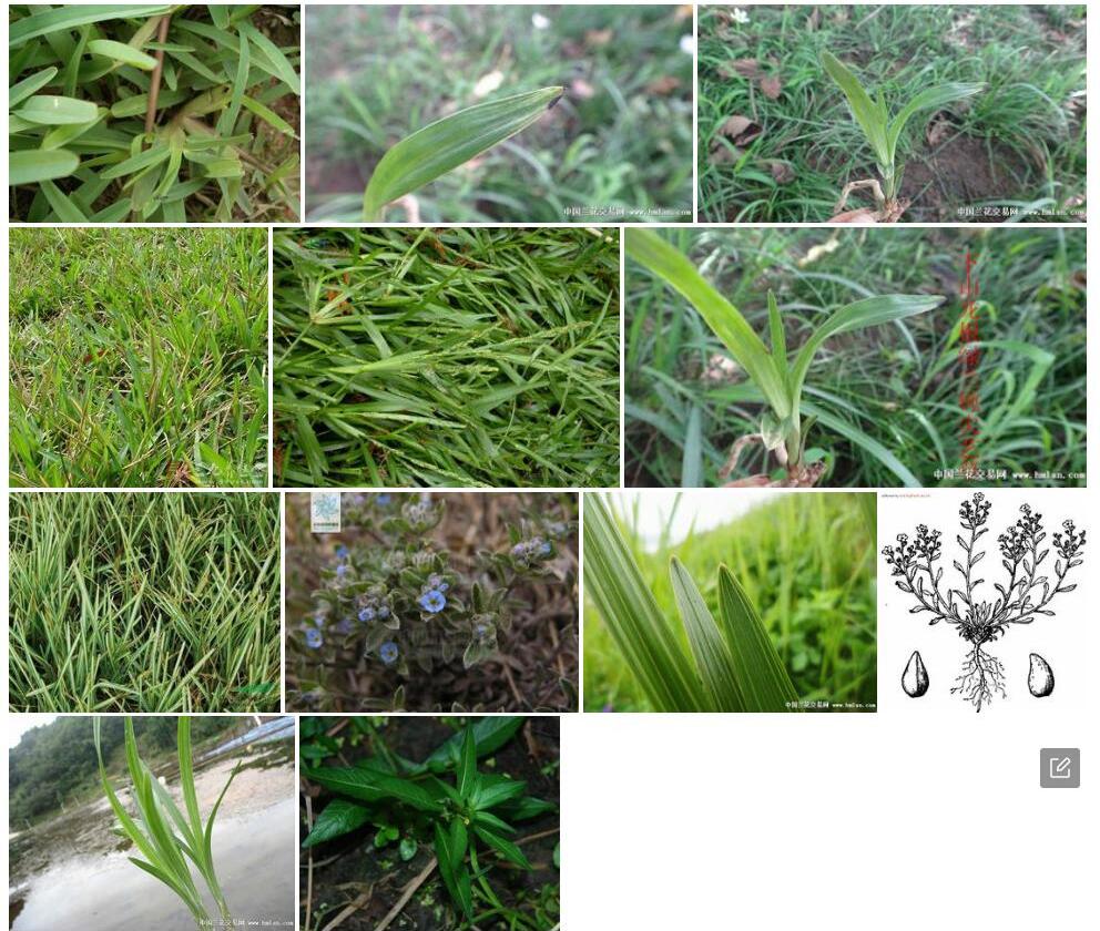 钝背草照片和图片/