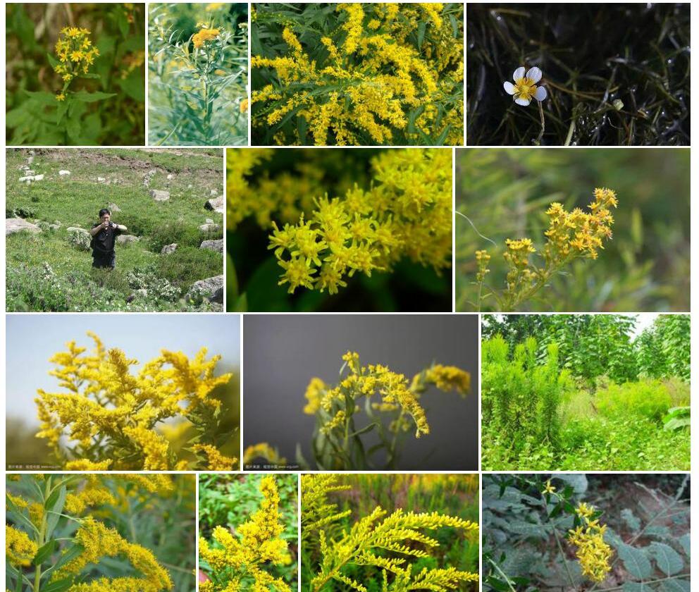 钝苞一枝黄花照片和图片/