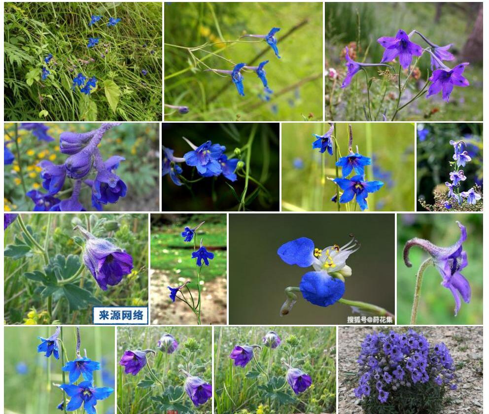 钝裂蓝翠雀花照片和图片/