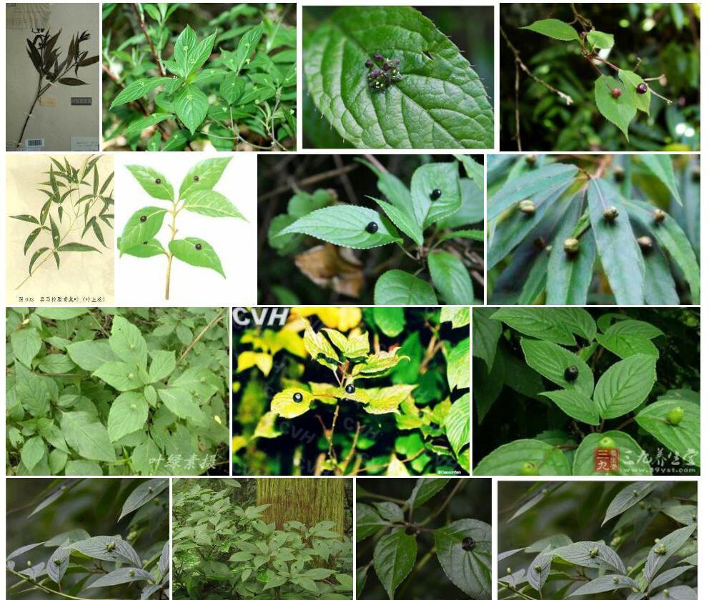 钝齿青荚叶照片和图片/