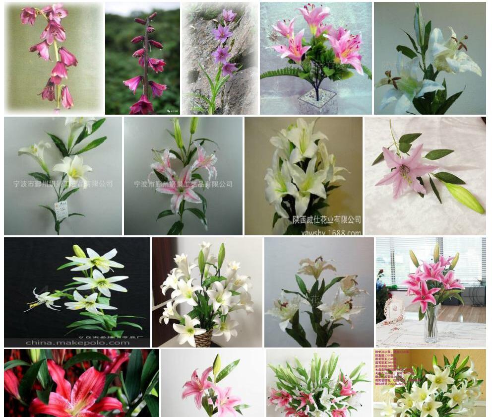 钟花假百合照片和图片/