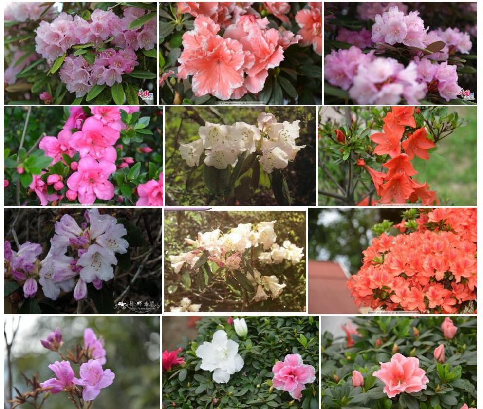钟花杜鹃照片和图片/