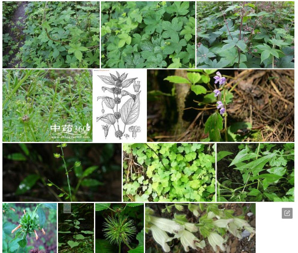 钩萼草照片和图片/