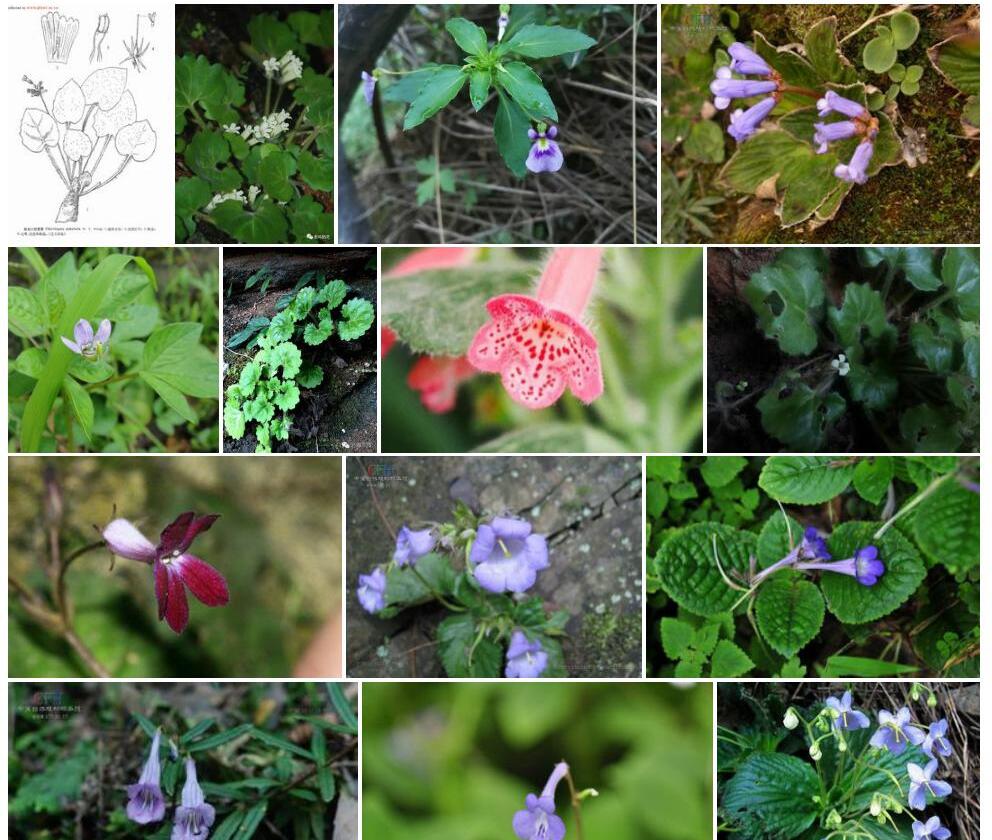 钻丝小花苣苔照片和图片/