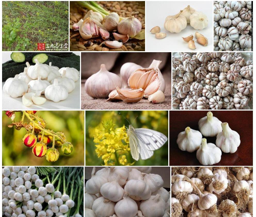 钻果大蒜芥照片和图片/