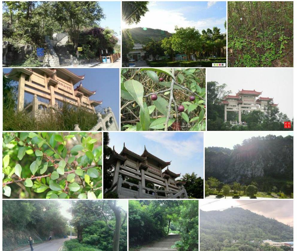 铁仔照片和图片/