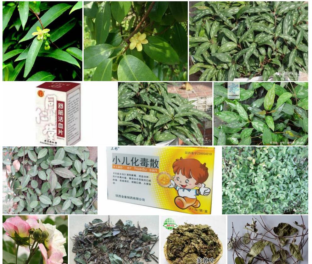 铁箍散照片和图片/
