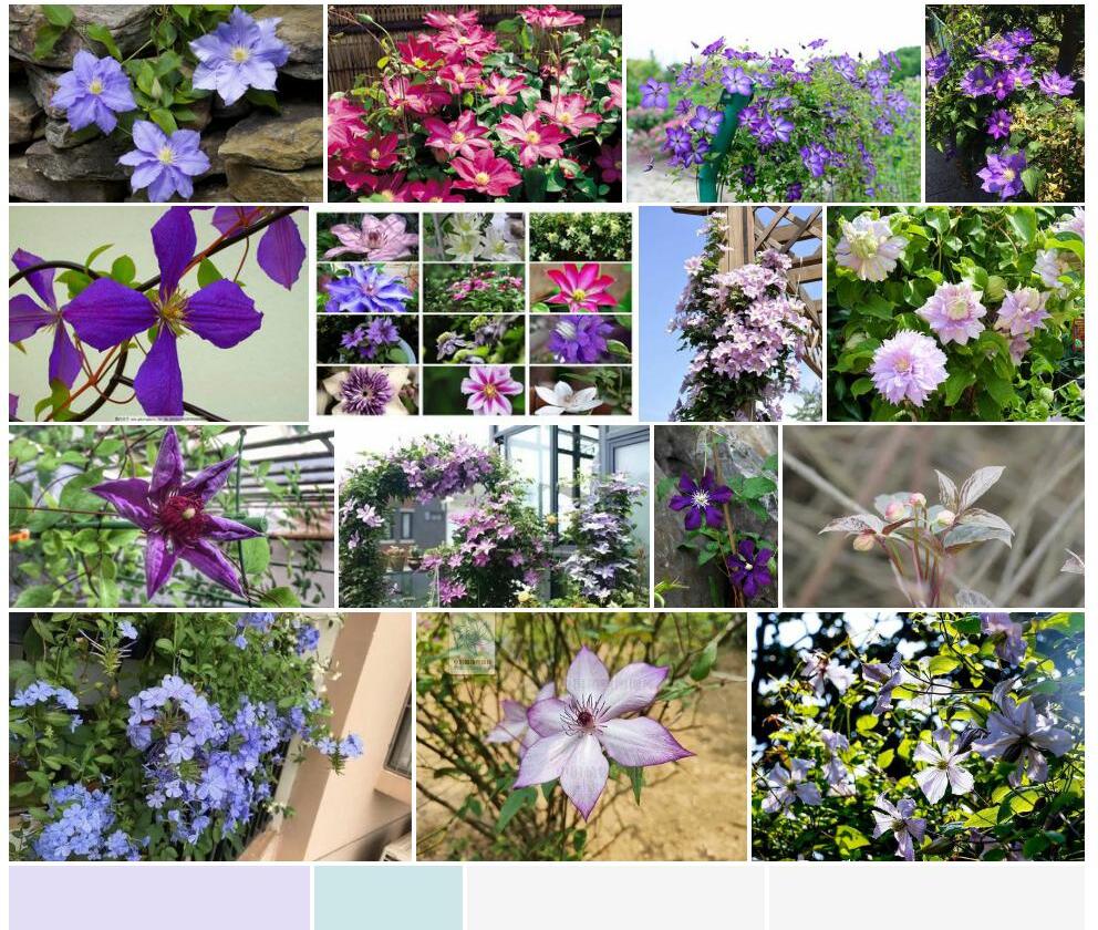 铁线莲照片和图片/