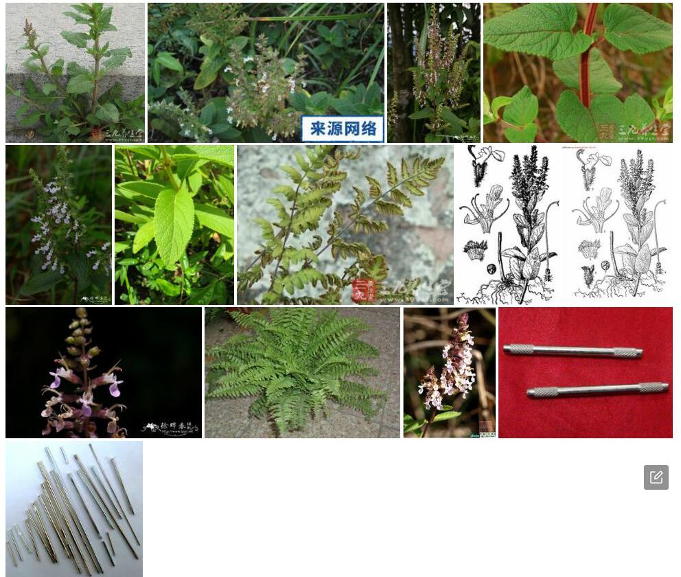 铁轴草照片和图片/