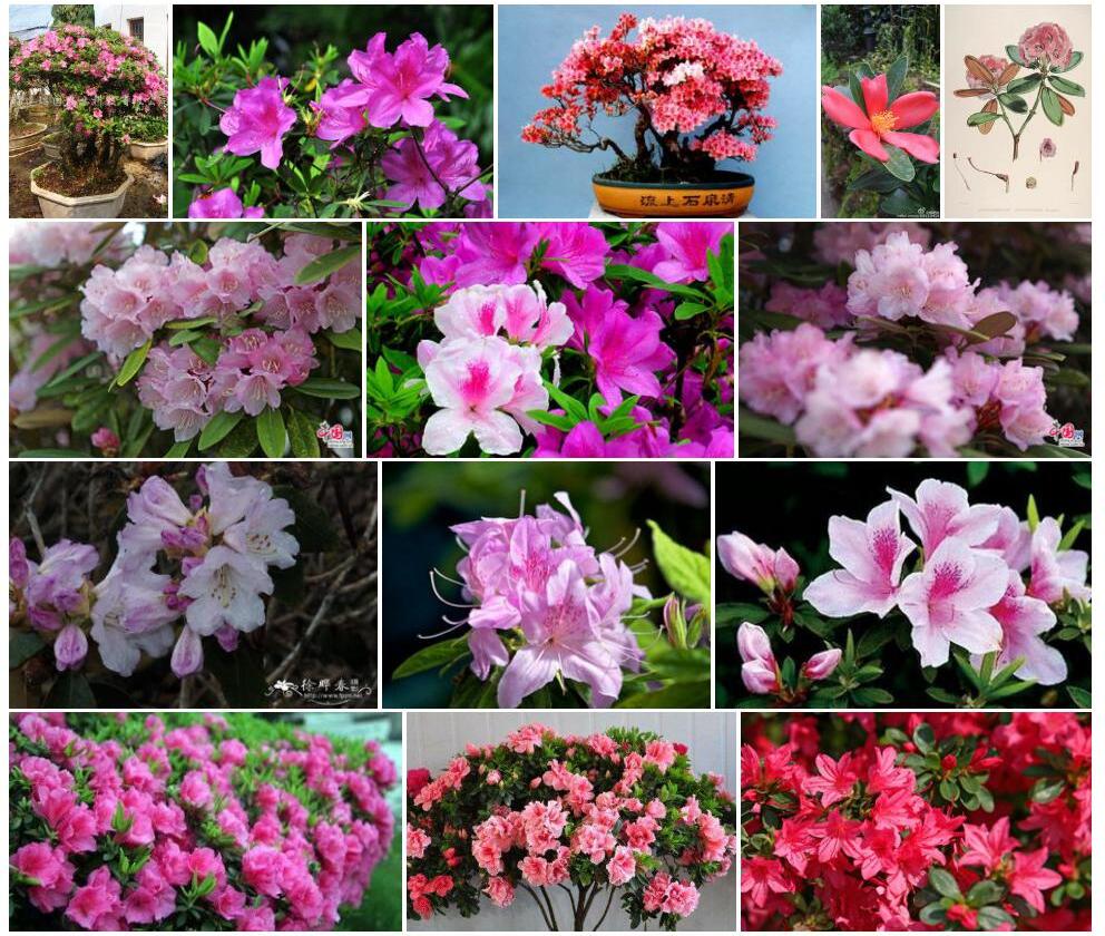铜叶钟花杜鹃照片和图片/