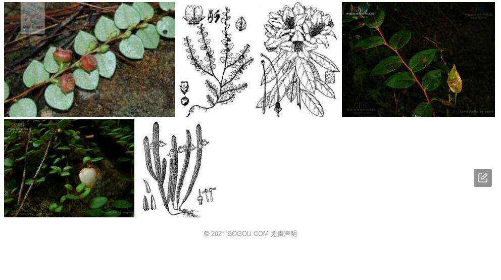 铜钱叶白珠照片和图片/
