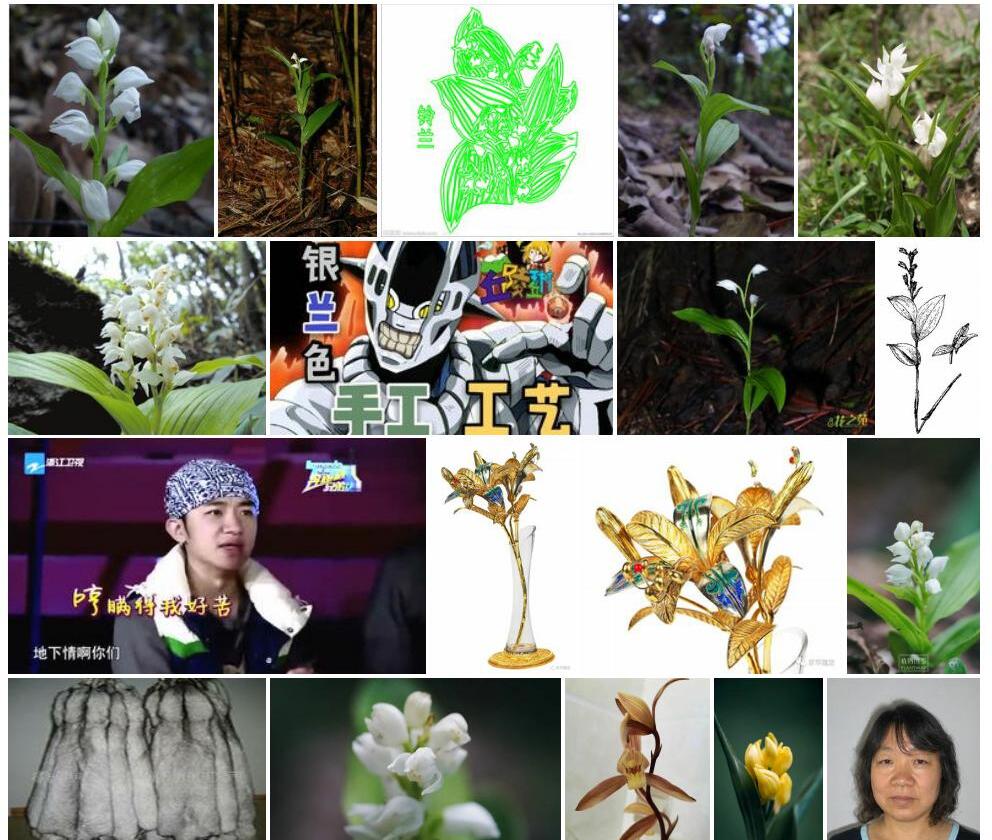 银兰照片和图片/