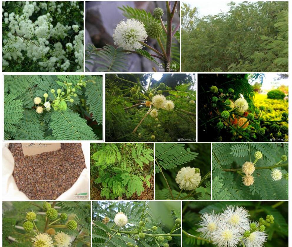 银合欢照片和图片/