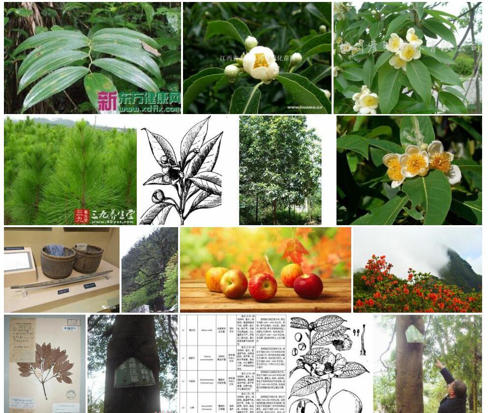 银木荷照片和图片/