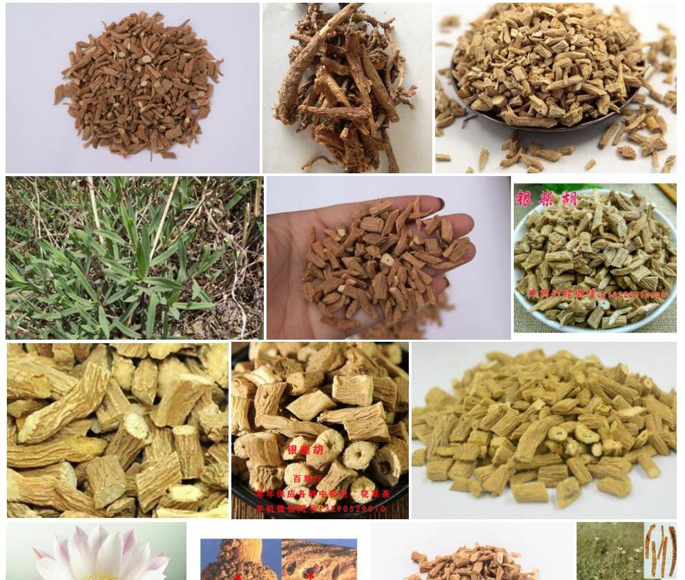 银柴胡照片和图片/