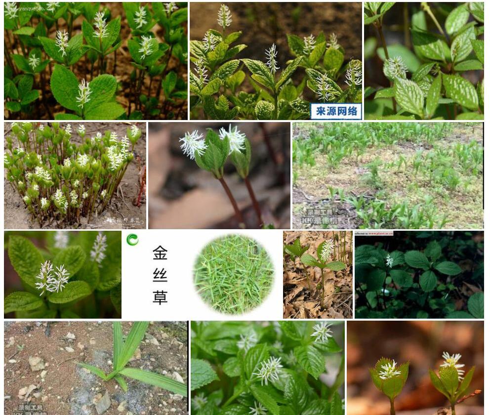 银线草照片和图片/