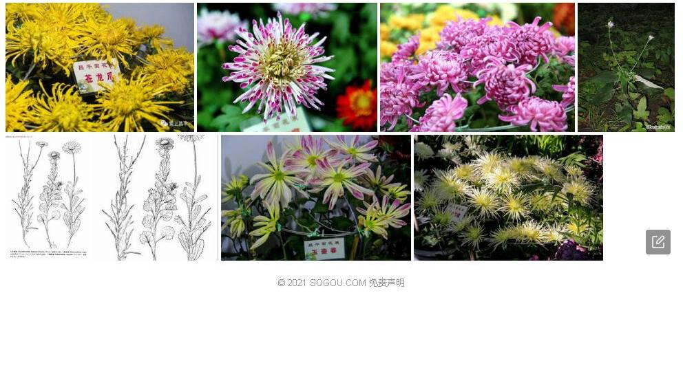 银背菊照片和图片/