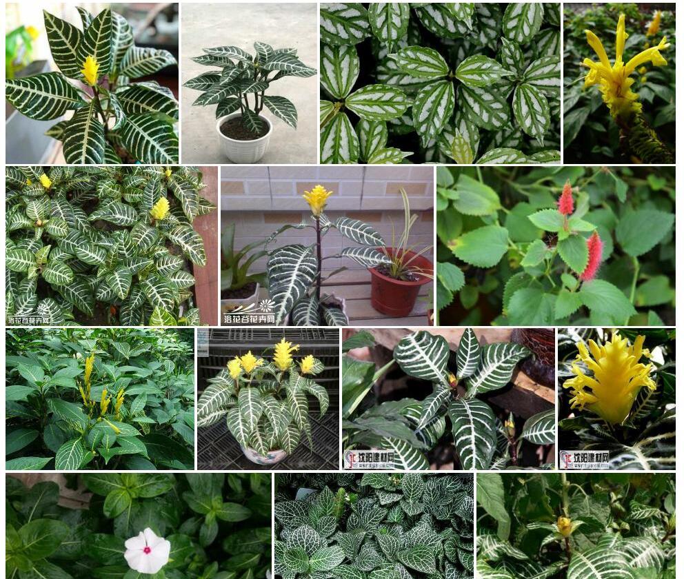 银脉爵床照片和图片/