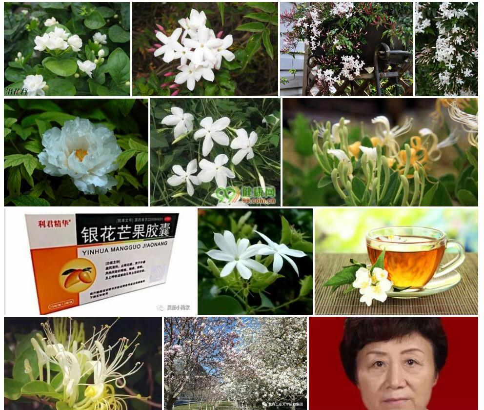 银花素馨照片和图片/