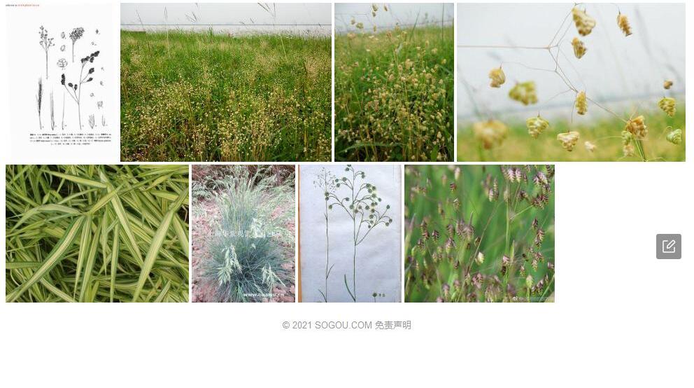 银鳞茅照片和图片/