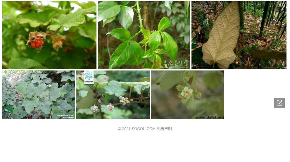 锈叶悬钩子照片和图片/